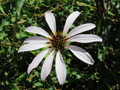 Mutisia spinosa