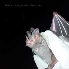 Trachops cirrhosus