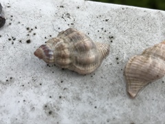 Urosalpinx cinerea image