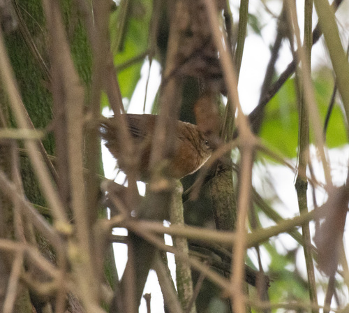 Cinnamon Bracken Warbler (Bradypterus cinnamomeus), photo 4