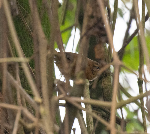 Cinnamon Bracken Warbler (Bradypterus cinnamomeus), photo 2