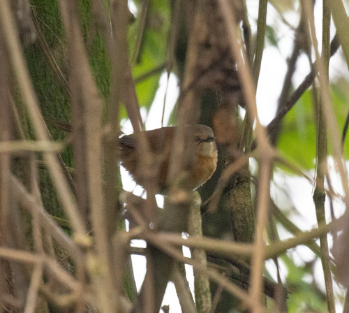 Cinnamon Bracken Warbler (Bradypterus cinnamomeus), photo 3