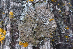 Physconia leucoleiptes