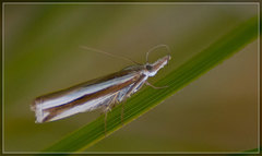 Orocrambus apicellus