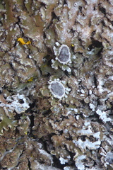 Physconia leucoleiptes
