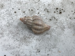 Urosalpinx cinerea image