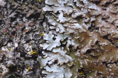 Physconia leucoleiptes