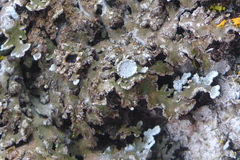 Physconia leucoleiptes