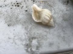 Urosalpinx cinerea image
