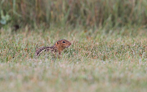 Thirteen-lined Ground Squirrel