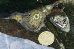 Anthopleura dixoniana