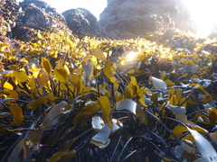 Laminaria sinclairii