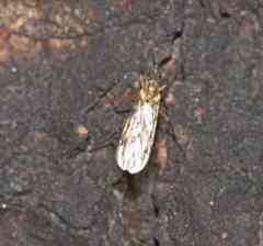 Sylvicola fenestralis