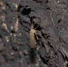 Sylvicola fenestralis
