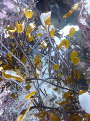 Laminaria sinclairii