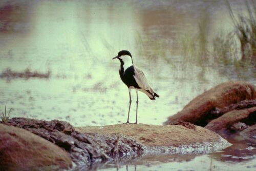 Spur-winged Lapwing