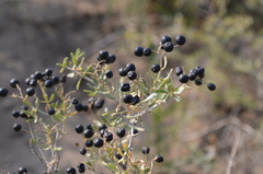 Nitraria sibirica