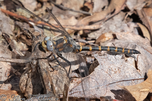 Ringed Boghaunter photographed in Michigan