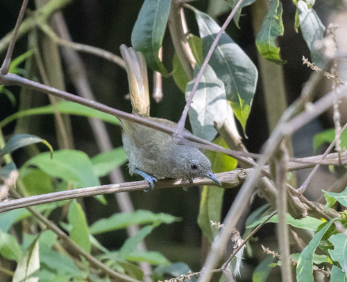 Grauer's Warbler (Graueria vittata), photo 1