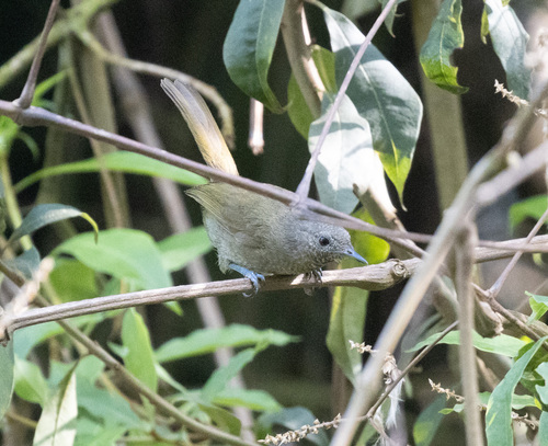 Grauer's Warbler (Graueria vittata), photo 2