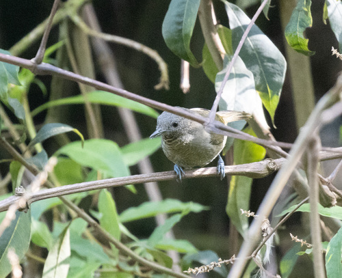Grauer's Warbler (Graueria vittata), photo 3