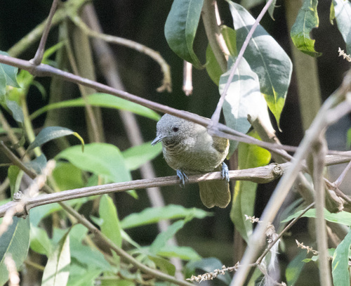 Grauer's Warbler (Graueria vittata), photo 4