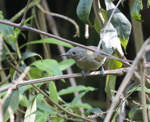 Grauer's Warbler (Graueria vittata), photo 5