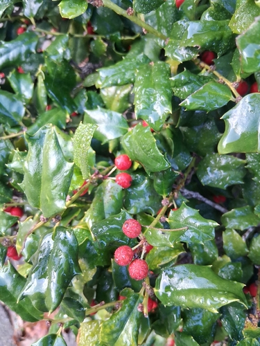 American holly