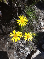 Dolichoglottis lyallii