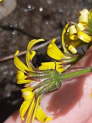 Dolichoglottis lyallii