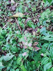 Persicaria runcinata