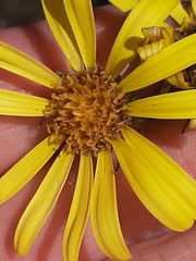 Dolichoglottis lyallii