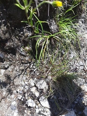 Dolichoglottis lyallii