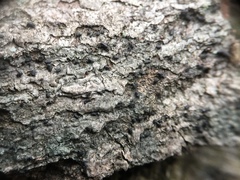 Hysterium hyalinum