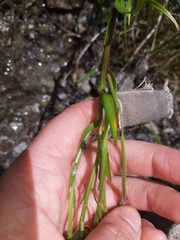 Dolichoglottis lyallii