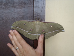 Antheraea