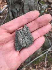 Hysterium hyalinum