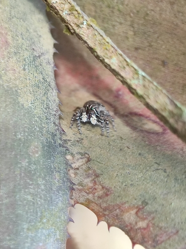 Sumampattus quinqueradiatus