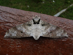 Ambulyx canescens