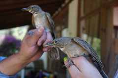 Turdus assimilis