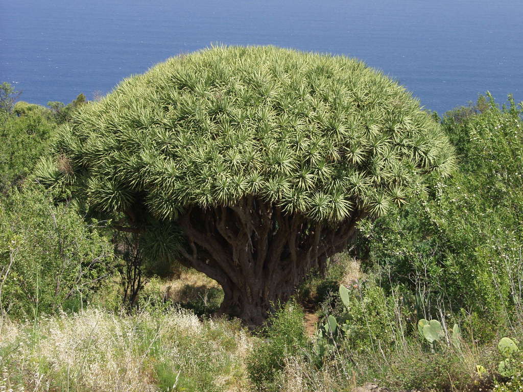 Dracaena draco, Santa Cruz de Tenerife, Spain