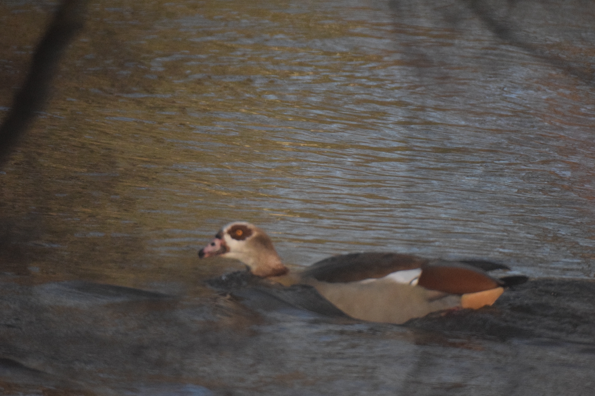 Alopochen aegyptiaca (Linnaeus, 1766)