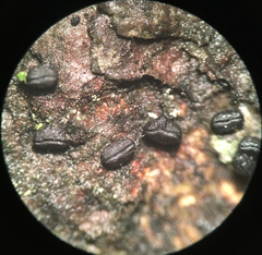 Hysterium hyalinum