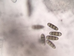 Hysterium hyalinum