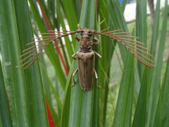 Cyriopalus hefferni