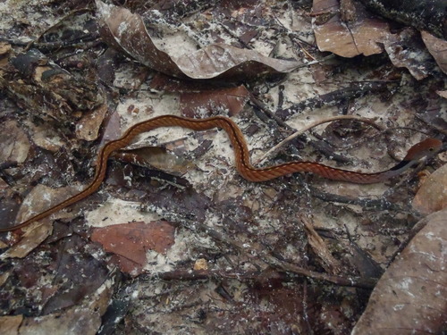 Photo of a Blue-necked Keelback (Rhabdophis rhodomelas)