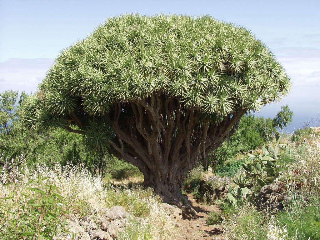 dragon-tree (Dracaena draco) · iNaturalist