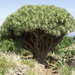 Árbol Dragón de Las Canarias - Photo no hay derechos reservados, subido por Ina