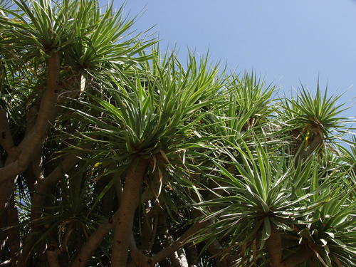 Dracaena draco