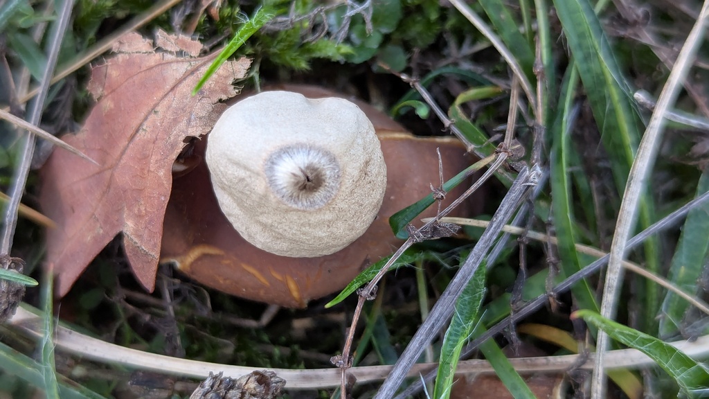 Geastrum saccatum · December 2025 · photo: © rudolphous (iNaturalist, cc-by)
